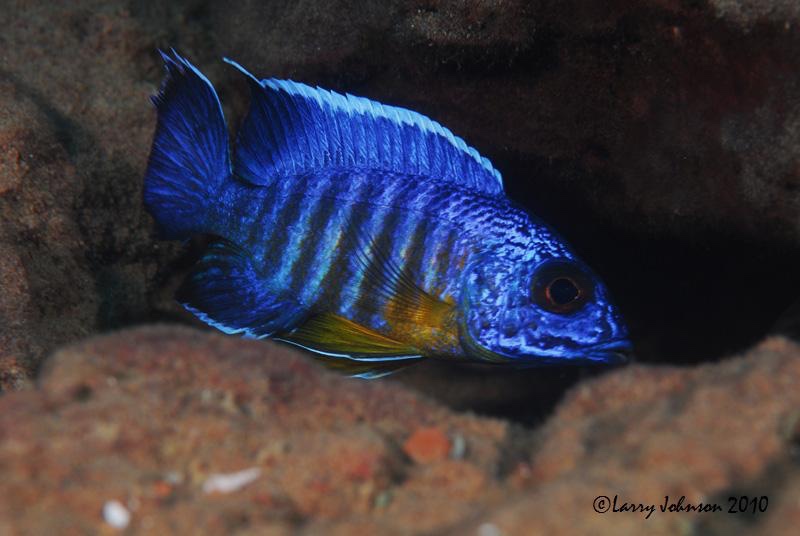 Aulonocara stuartgranti 'Chitimba Bay (Deep)'